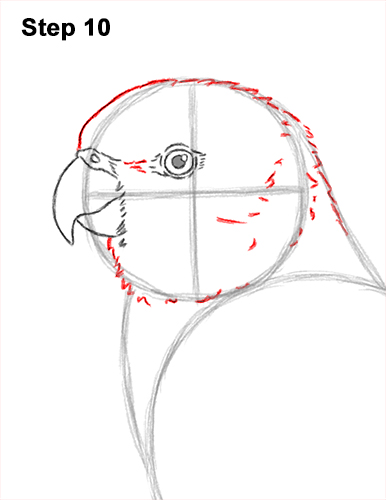 Draw a Rainbow Lorikeet Parrot 10 How to Draw Rainbow Lorikeet Bird 10