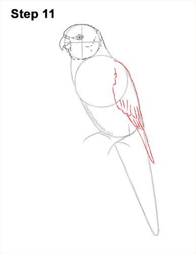 Draw a Rainbow Lorikeet Parrot 11 How to Draw Rainbow Lorikeet Bird 11