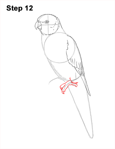 Draw a Rainbow Lorikeet Parrot 12 How to Draw Rainbow Lorikeet Bird 12
