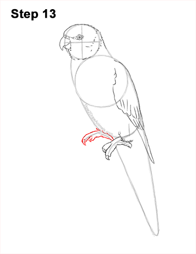 Draw a Rainbow Lorikeet Parrot 13 How to Draw Rainbow Lorikeet Bird 13