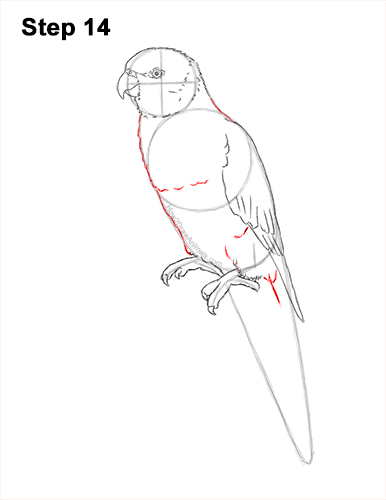 Draw a Rainbow Lorikeet Parrot 14 How to Draw Rainbow Lorikeet Bird 14