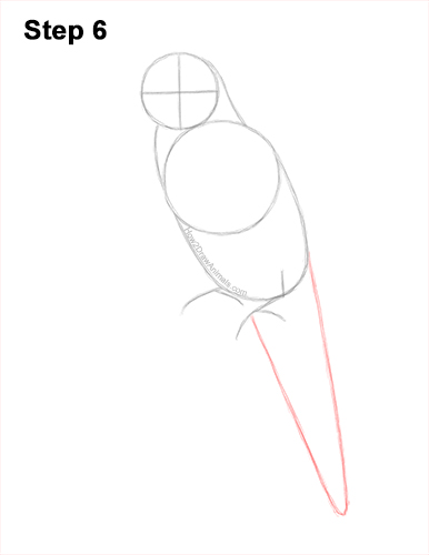 Draw a Rainbow Lorikeet Parrot 6 How to Draw Rainbow Lorikeet Bird 6