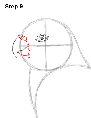 Draw a Rainbow Lorikeet Parrot 9 How to Draw Rainbow Lorikeet Bird 9