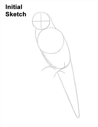 Draw a Rainbow Lorikeet Parrot Guidelines How to Draw Rainbow Lorikeet Bird Color Guides Lines