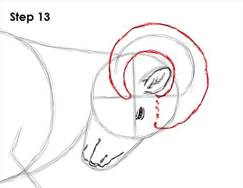 Bighorn Ram Drawing 13 Draw Bighorn Ram 13