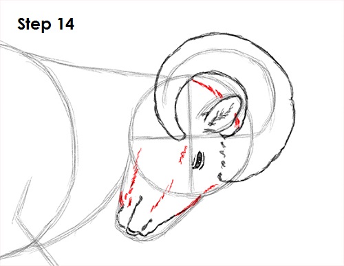 Bighorn Ram Drawing 14 Draw Bighorn Ram 14