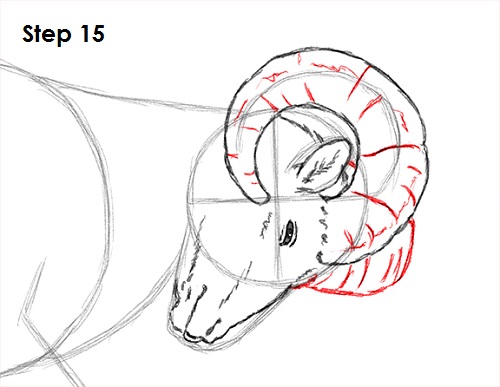 Bighorn Ram Drawing 15 Draw Bighorn Ram 15