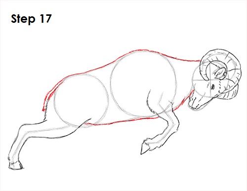 Bighorn Ram Drawing 17 Draw Bighorn Ram 17