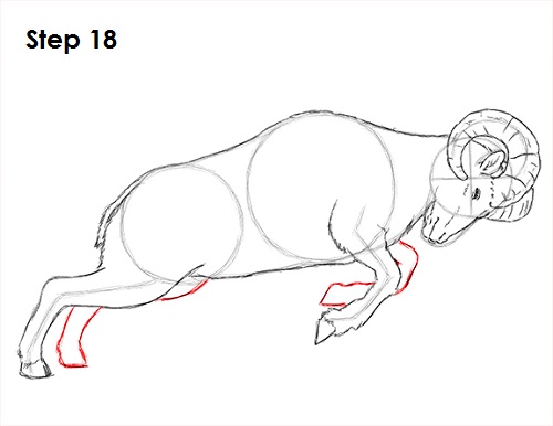 Bighorn Ram Drawing 18 Draw Bighorn Ram 18
