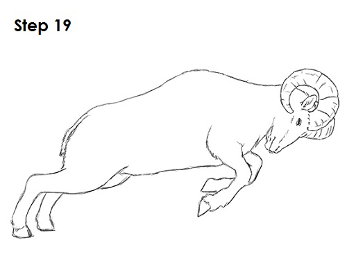 Bighorn Ram Drawing 19 Draw Bighorn Ram 19