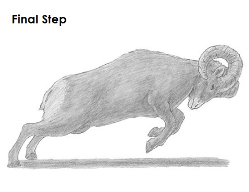 Bighorn Ram Drawing Draw Bighorn Ram