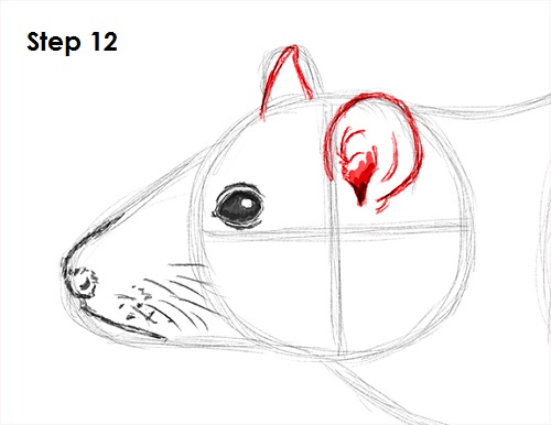 Draw Rat 12