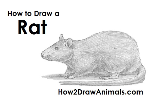 How to Draw a Common Brown Rat Side View