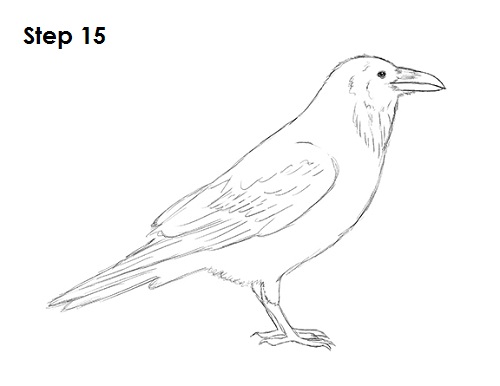 Raven Crow Drawing 15 Draw Raven Bird 15