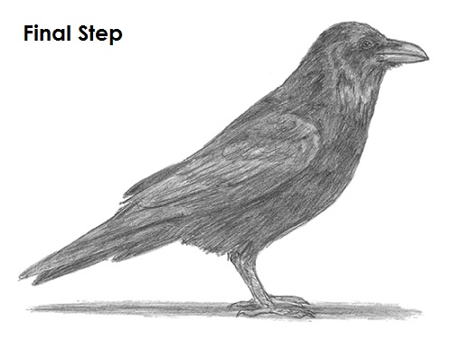 Raven Crow Drawing Draw Raven Bird