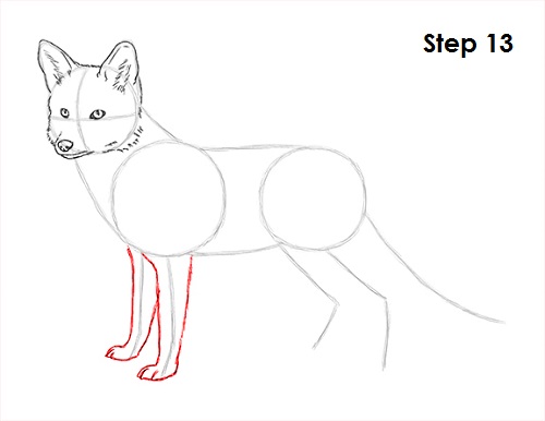 Draw Red Fox 13