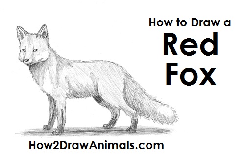 Red Fox Drawing How to Draw a Red Fox Side View
