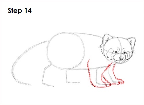 Draw Red Panda 14