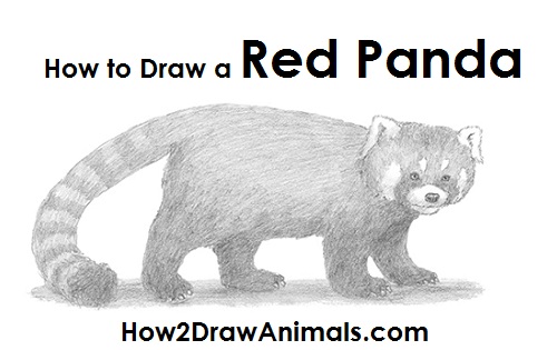 Red Panda Drawing Draw a Red Panda