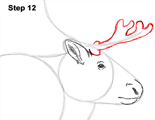 Draw Reindeer Caribou 12