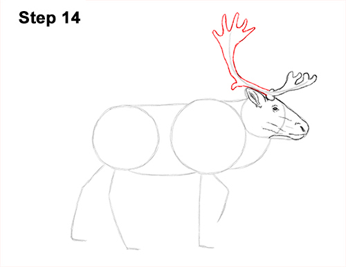 Draw Reindeer Caribou 14