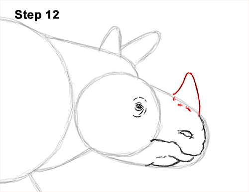 Draw an Indian Rhino 12 How to Draw an Indian Greater One Horned Rhinoceros 12