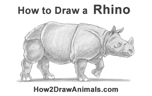 How to Draw an Indian Greater One Horned Rhinoceros