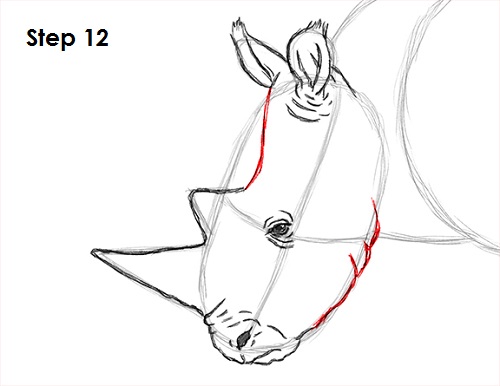 Rhinoceros Drawing 12 Draw Rhinoceros 12