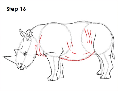 Draw Rhinoceros 16