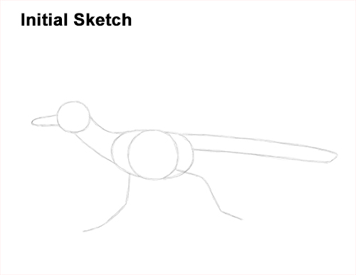 How to Draw a Greater Roadrunner Running Guide Lines