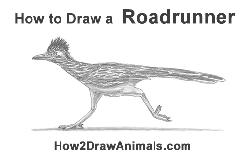 Draw a Roadrunner How to Draw a Greater Roadrunner Running