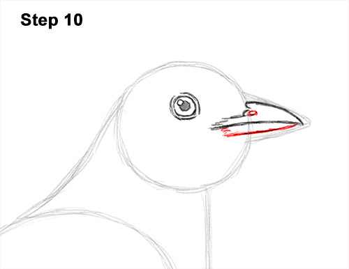 Draw an American Robin 10 How to Draw an American Robin Bird Color 10