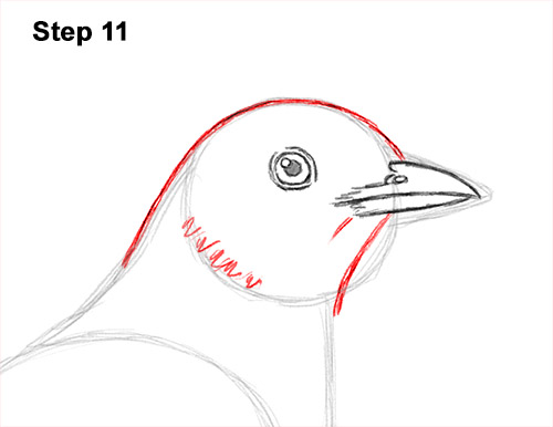 Draw an American Robin 11 How to Draw an American Robin Bird Color 11