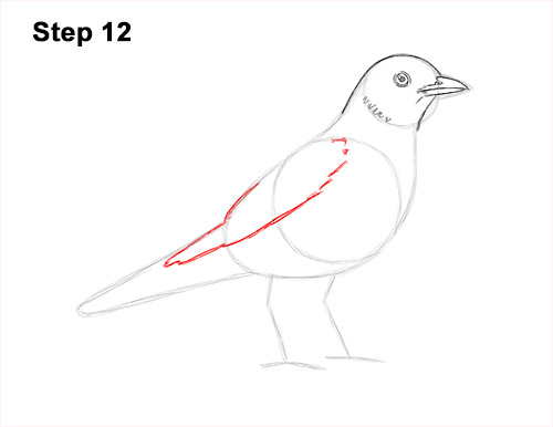 Draw an American Robin 12 How to Draw an American Robin Bird Color 12