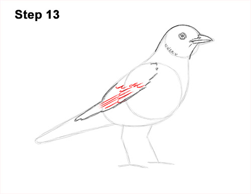 Draw an American Robin 13 How to Draw an American Robin Bird Color 13