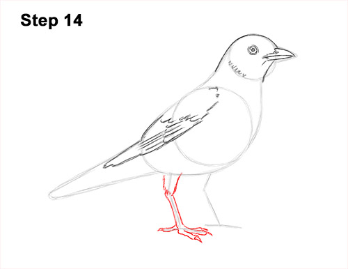 Draw an American Robin 14 How to Draw an American Robin Bird Color 14