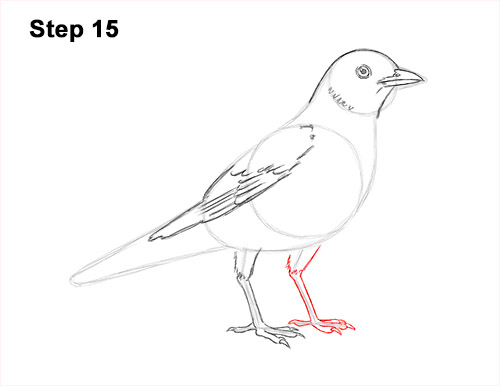 Draw an American Robin 15 How to Draw an American Robin Bird Color 15