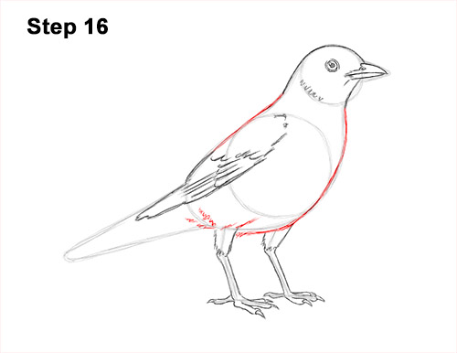 Draw an American Robin 16 How to Draw an American Robin Bird Color 16