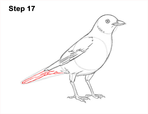 Draw an American Robin 17 How to Draw an American Robin Bird Color 17