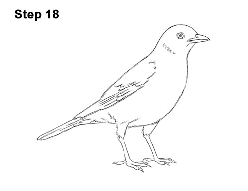 Draw an American Robin 18 How to Draw an American Robin Bird Color 18