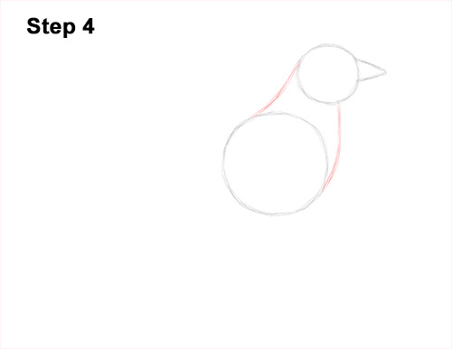 Draw an American Robin 4 How to Draw an American Robin Bird Color 4