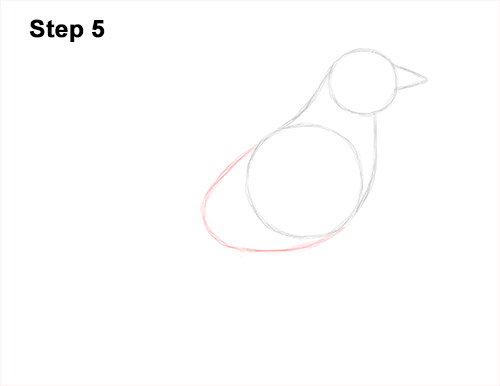 Draw an American Robin 5 How to Draw an American Robin Bird Color 5