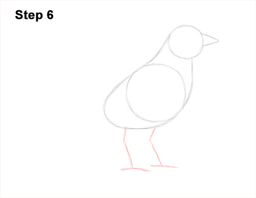 Draw an American Robin 6 How to Draw an American Robin Bird Color 6