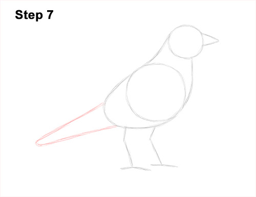 Draw an American Robin 7 How to Draw an American Robin Bird Color 7