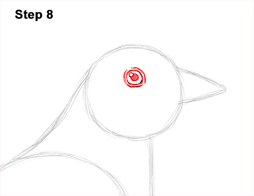 Draw an American Robin 8 How to Draw an American Robin Bird Color 8
