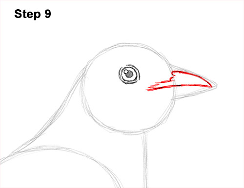 Draw an American Robin 9 How to Draw an American Robin Bird Color 9