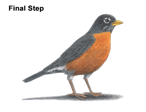 Draw an American Robin How to Draw an American Robin Bird Color