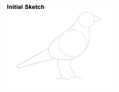 Draw an American Robin Guidelines How to Draw an American Robin Bird Color Guide Lines