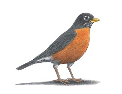 How to Draw an American Robin Bird