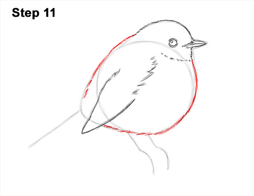 How to Draw a Cute Fluffy European Robin Bird 11